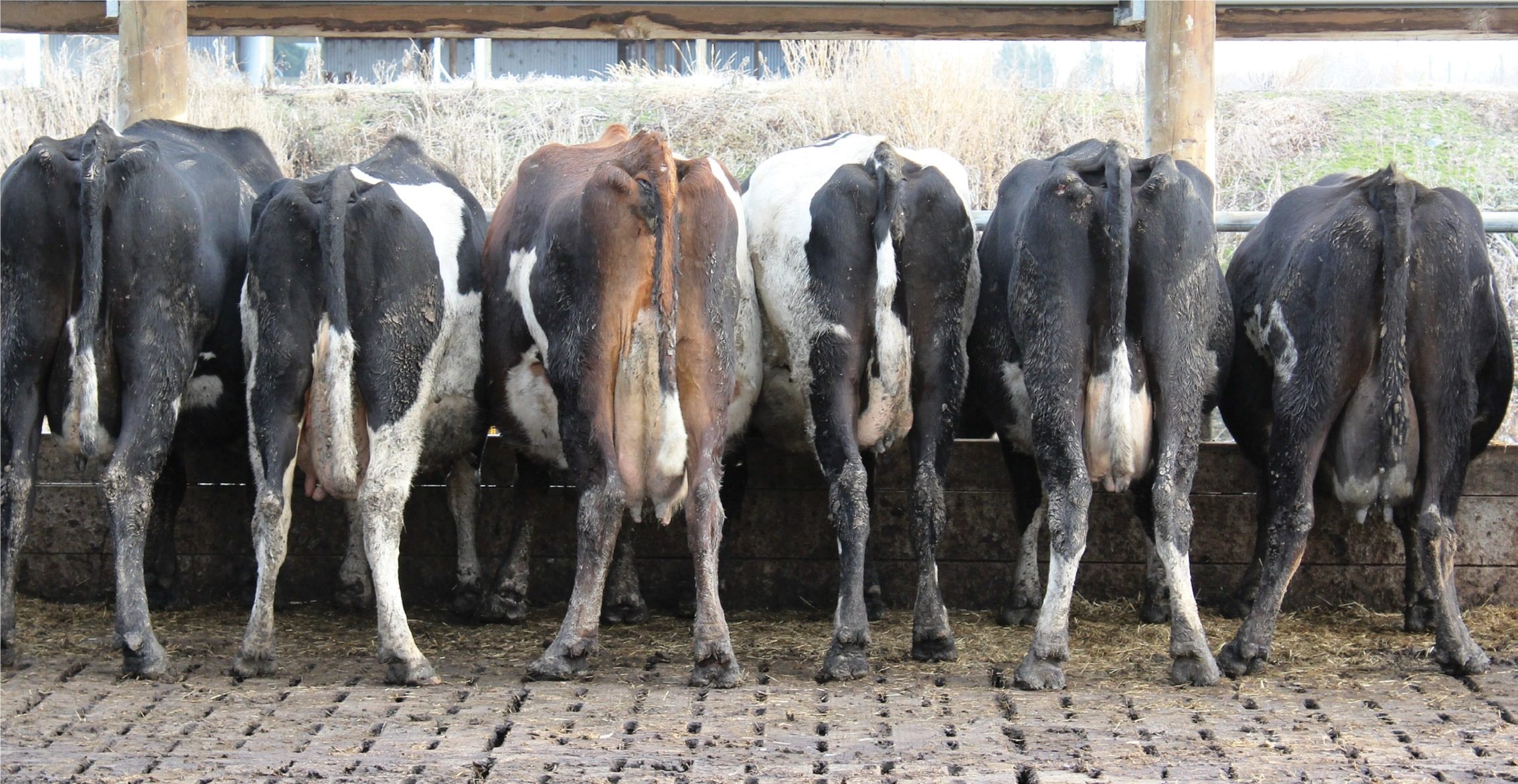 Cashing-in on the culls - Dairy Country