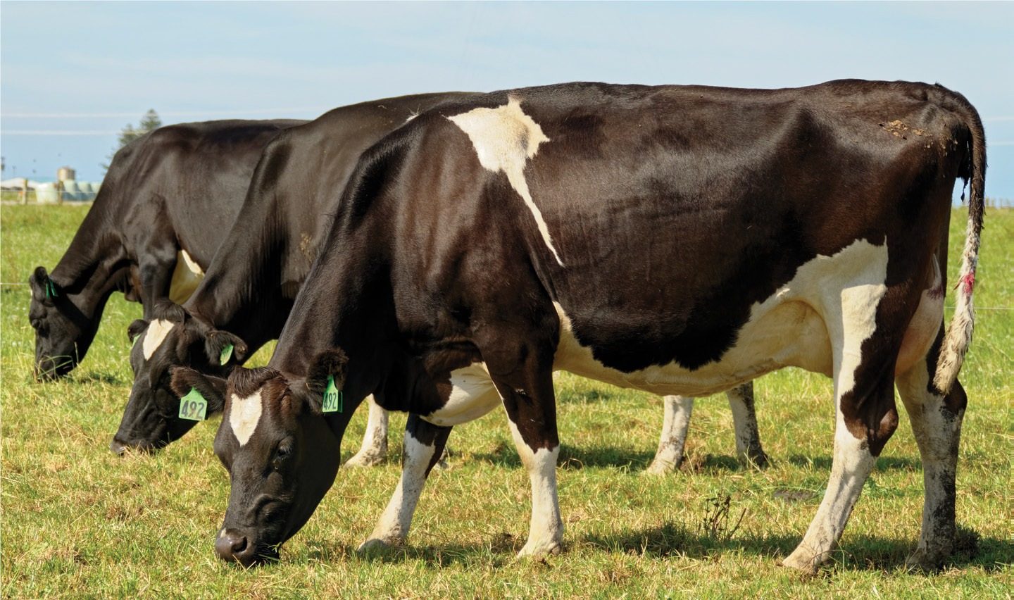Research combination - Dairy Country
