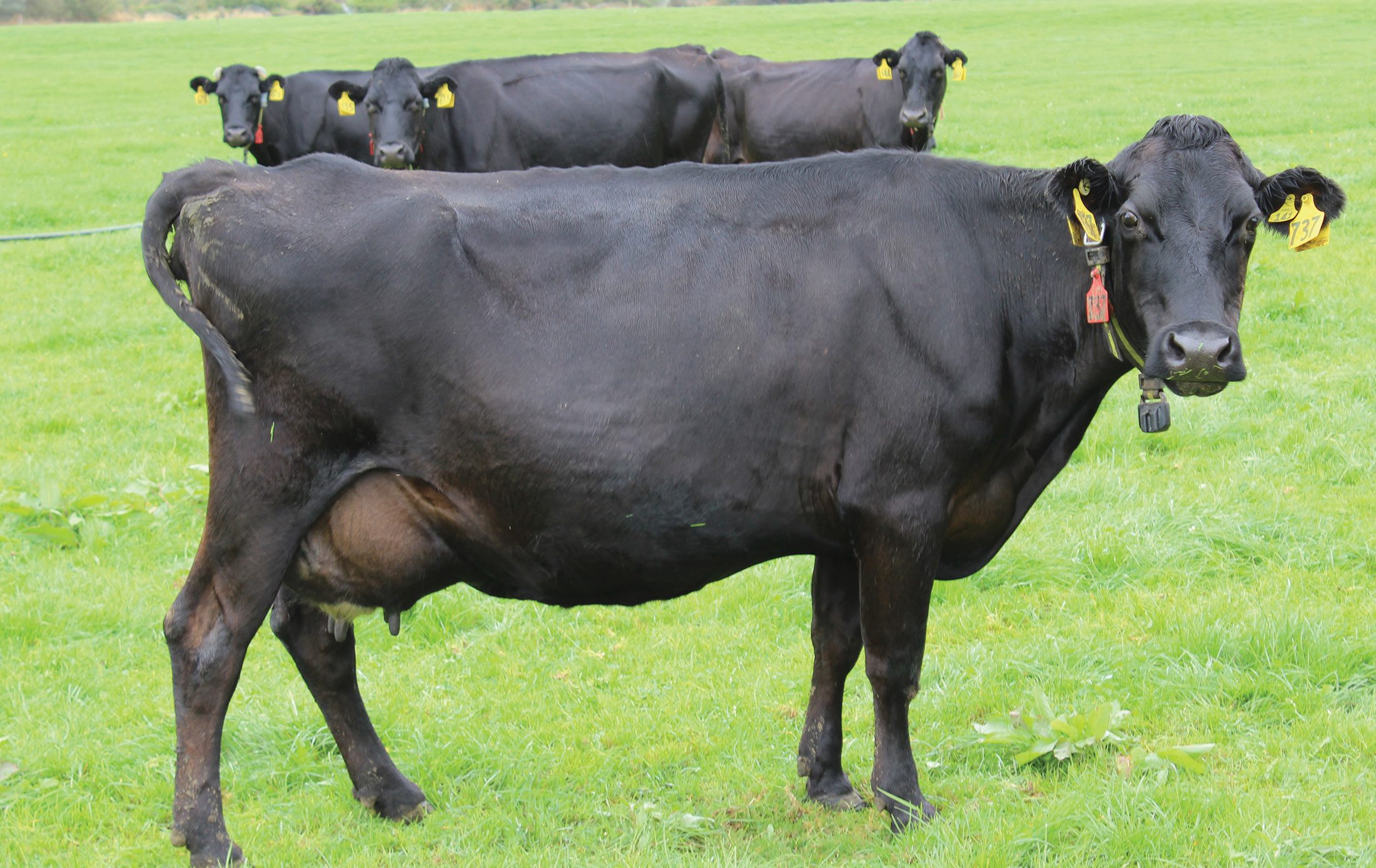 Retared Cows Ruminating on Repro - Dairy Country