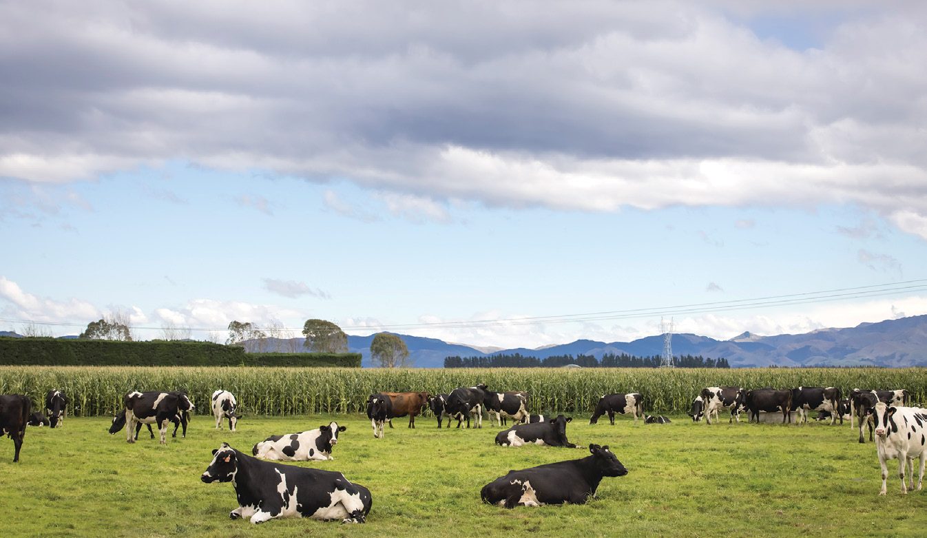 Dedicated cropping blocks show promise - Dairy Country