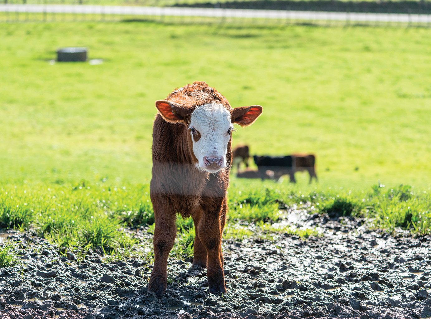 Ready Steady Calving Dairy Country
