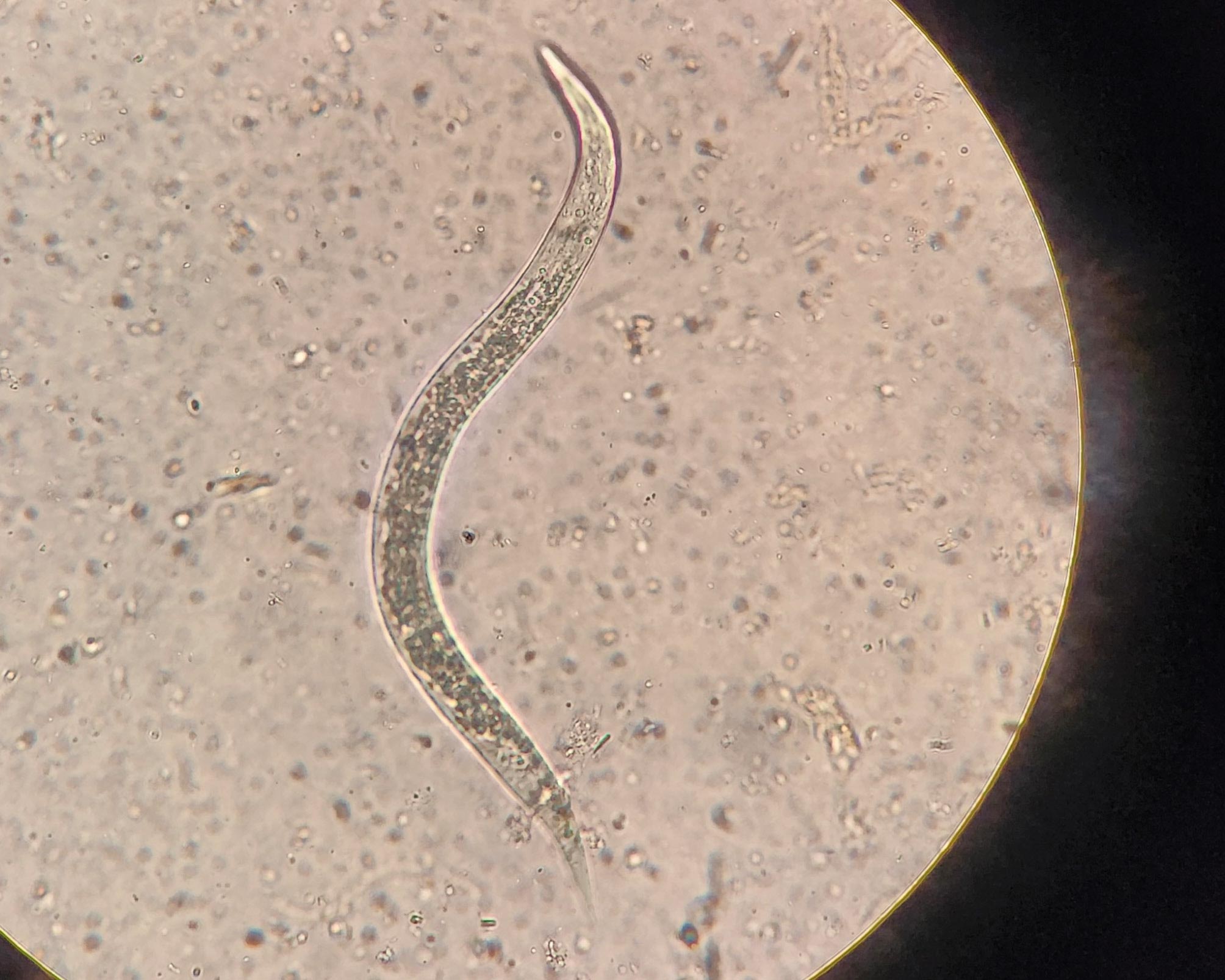 Shining a light on lungworm - Dairy Country