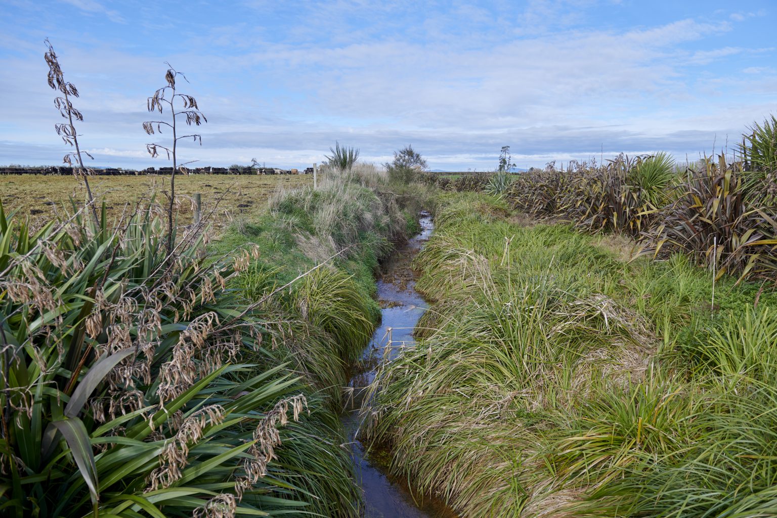 Native Planting and Community Action - Dairy Country